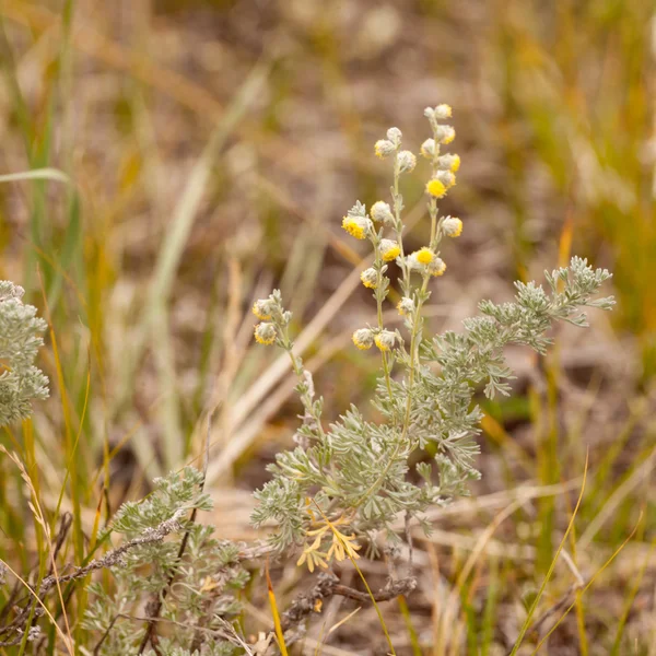 Salvia salvaje Ajenjo Artemisia figida flor amarilla — Foto de Stock