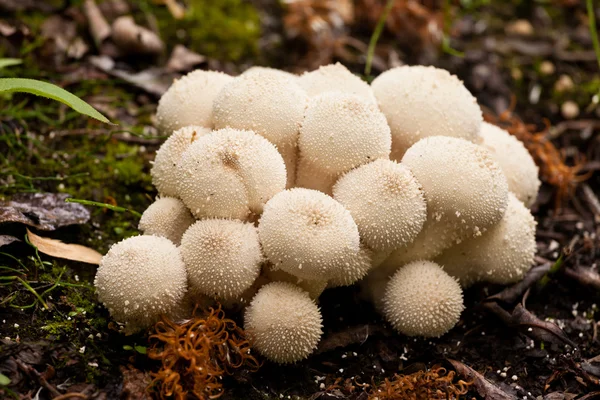 Setas comunes Puffball Lycoperdon perlatum — Foto de Stock