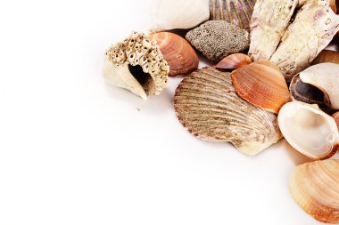 deniz kabuklarını yığını