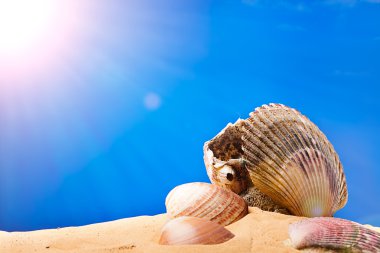 Sahilde deniz kabukları