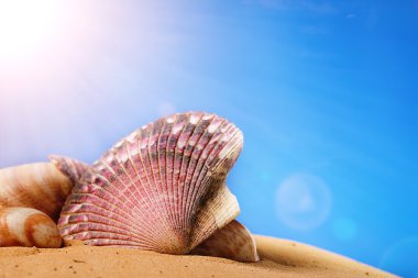 Sahilde deniz kabukları