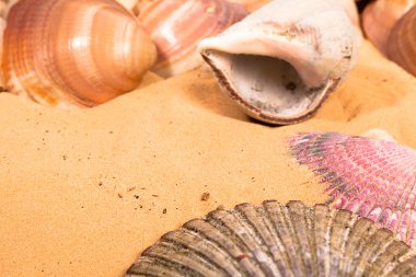 Sahilde deniz kabukları