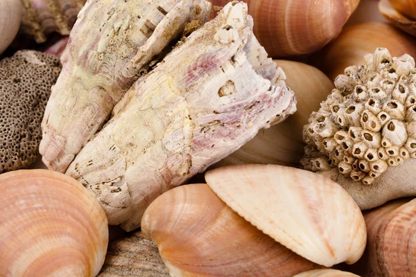 Heap of seashells — Stock Photo, Image
