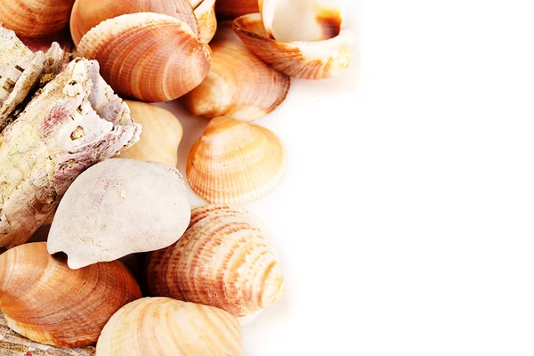 Heap of seashells — Stock Photo, Image