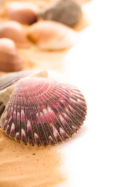 Seashells on the beach — Stock Photo, Image