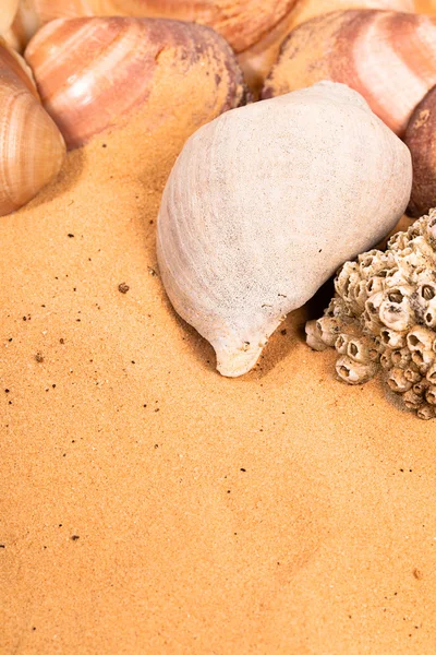 Seashells on the beach — Stock Photo, Image