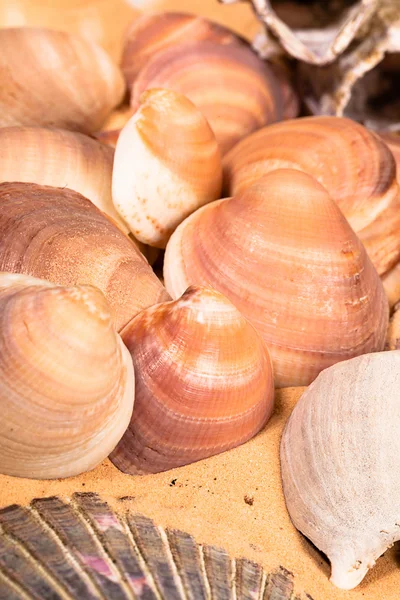 Schelpen op het strand — Stockfoto