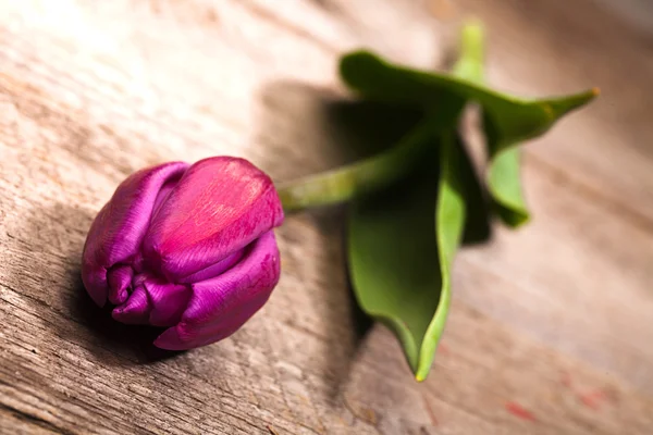 Лиловый тюльпан — стоковое фото