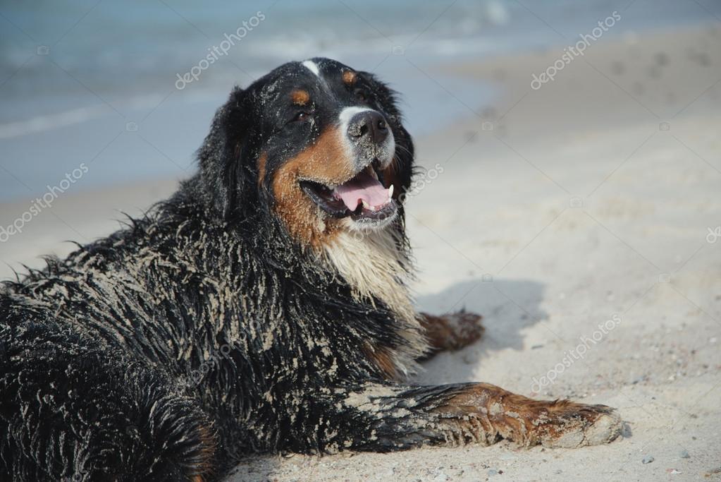 Dirty dog looks at camera — Stock Photo © lekcej 29973435