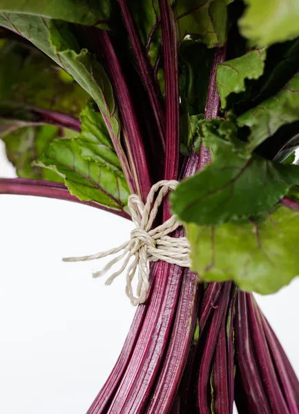 Ruby Red Chard (Beta vulgaris) — Stockfoto