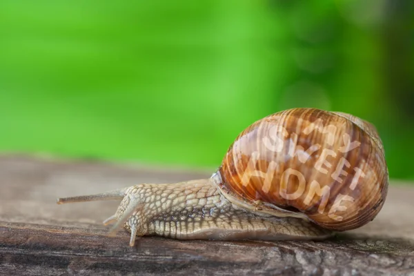 Ślimak mobilnych słodki domu — Zdjęcie stockowe