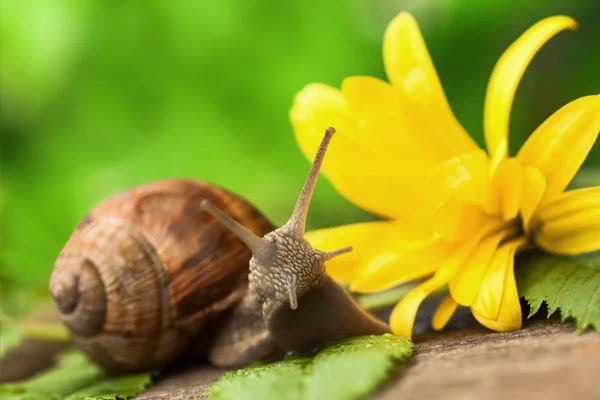 Belo caracol — Fotografia de Stock