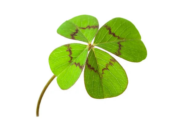 Four-leafed clover — Stock Photo, Image