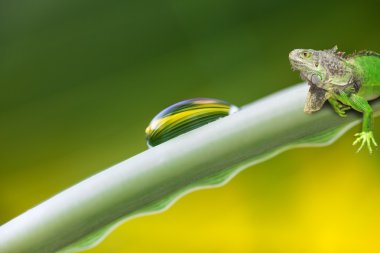 çiy damla ve iguana