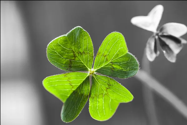Four Leaf Clover Royalty Free Stock Images