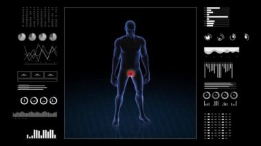 Cinsel patolojisi olan bir adam. Çocuğun üç boyutlu vücudu. Dönen animasyon ve erkek insan yapısına yakın çekim. 4k HUD görüntüsü.