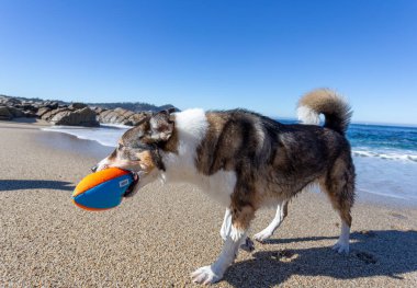 Köpek sahilde topla oynuyor.