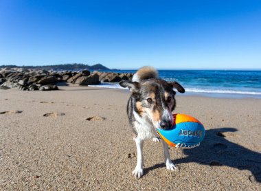 Kumsalda top oynayan bir köpek.