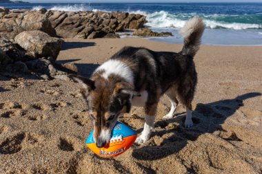 Köpek topla oynuyor.