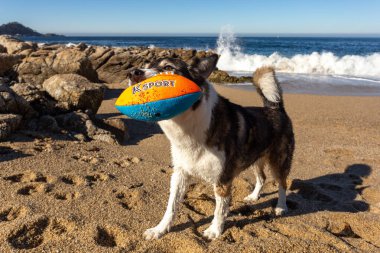 Köpek sahilde topla oynuyor.