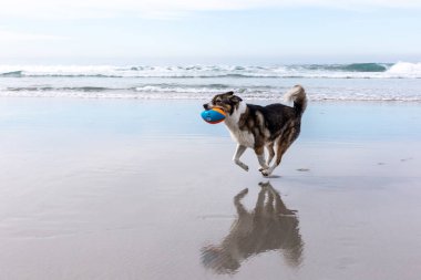 Köpek kumsalda sopayla oynuyor.