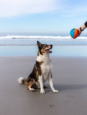 Köpek sahilde topla oynuyor.