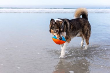 Köpek sahilde topla oynuyor.