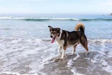 Kumsaldaki köpek.