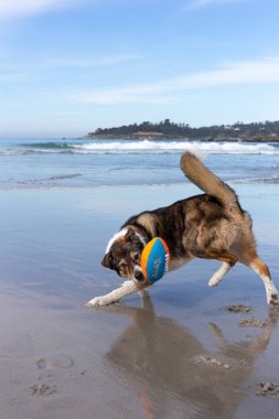Köpek sahilde topla oynuyor.