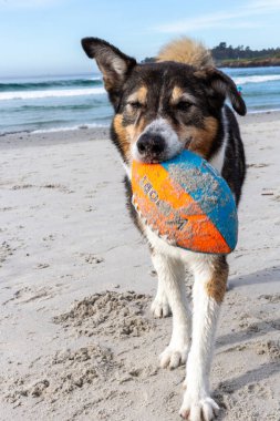 Köpek sahilde topla oynuyor.