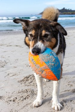 Kumsalda top oynayan bir köpek.