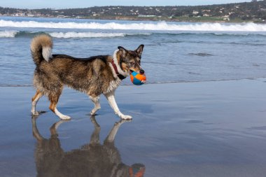 Köpek sahilde topla oynuyor.