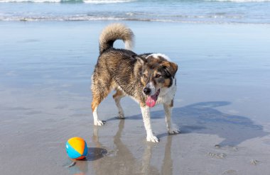 Köpek sahilde topla oynuyor.