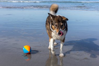 Köpek sahilde topla oynuyor.