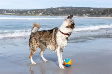 Köpek sahilde topla oynuyor.