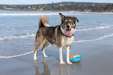 Köpek sahilde topla oynuyor.