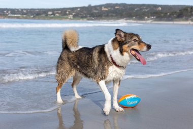 Köpek sahilde topla oynuyor.