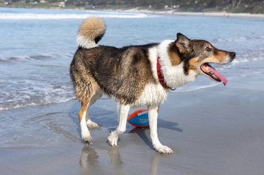 Köpek sahilde topla oynuyor.