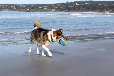 Köpek sahilde koşuyor.