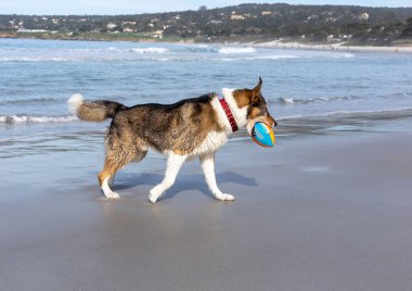 Köpek sahilde koşuyor.