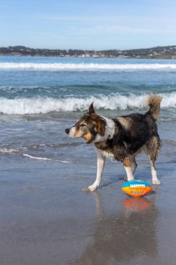 Köpek sahilde topla oynuyor.