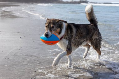 Köpek sahilde topla oynuyor.