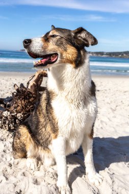 Kumsalda oynayan iri yapılı bir çoban köpeği.