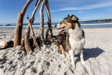 Kumsalda oynayan iri yapılı bir çoban köpeği.
