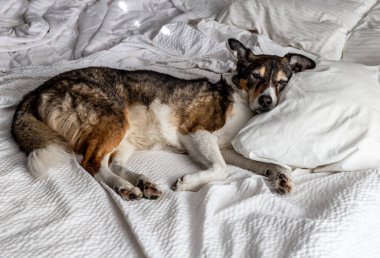 A cute   husky collie mix dog lying on bed