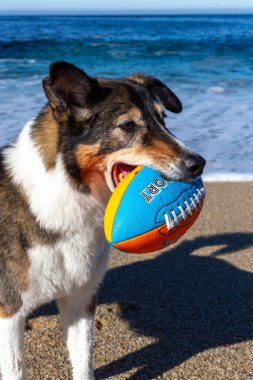Kaliforniya sahilinde köpekleri karıştıran iri yapılı bir çoban köpeği.