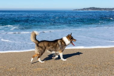 Kaliforniya sahilinde köpekleri karıştıran iri yapılı bir çoban köpeği.