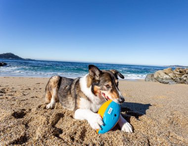 Kaliforniya sahilinde köpekleri karıştıran iri yapılı bir çoban köpeği.