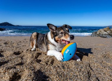 Kaliforniya sahilinde köpekleri karıştıran iri yapılı bir çoban köpeği.