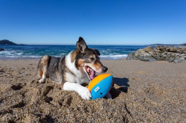 Kaliforniya sahilinde köpekleri karıştıran iri yapılı bir çoban köpeği.